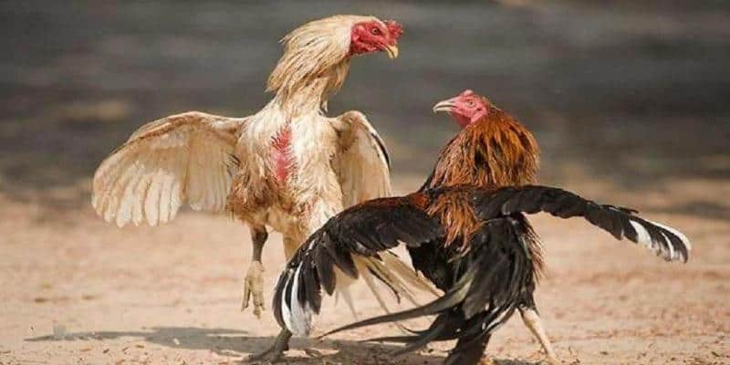 Điểm danh các lối đá hầu mé phổ biến